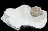 Long Eldredgeops Trilobite - Paulding, Ohio #55452-4